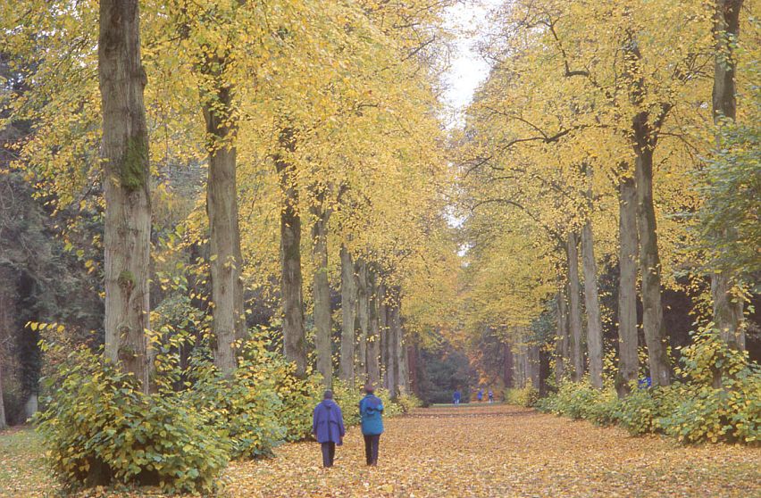 Westonbirt Arboretum in all its autumn glory. Picture by Rob Fraser, courtesy Cotswolds Conservation Board.